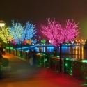 Lighting LED trees